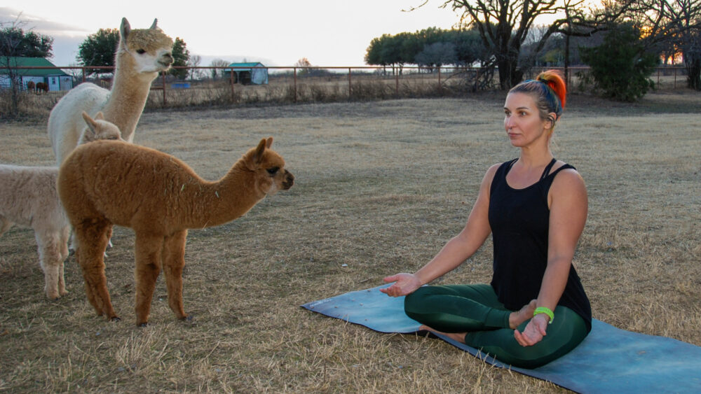 Lady doing Yoga in Prosper, Texas Alpaca Farm